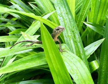 Close-up of insect on plant