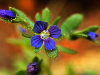 Close-up of purple flowers