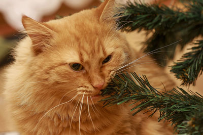 Close-up of a cat eating tree