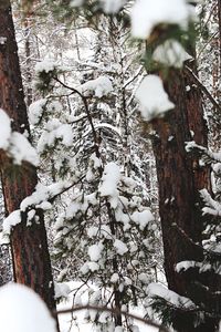 Low angle view of snow covered tree during winter