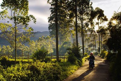 Rear view of man riding motorcycle on road amidst trees