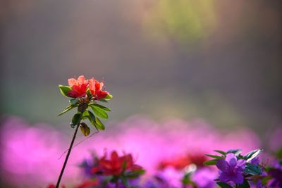 Close-up of pink flowering plant