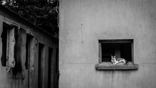 Cat on window of building