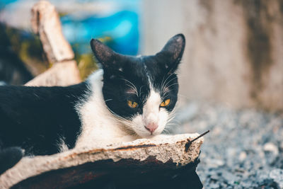 Close-up of a cat