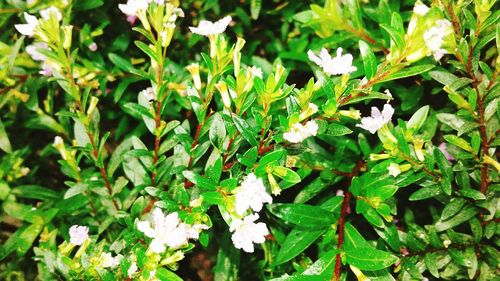 Close-up of plants