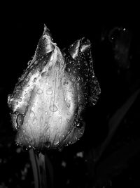Close-up of wet rose in rain