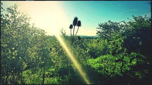 Sun shining through trees