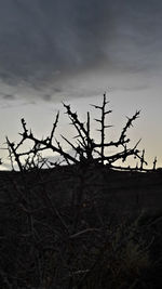 Silhouette plants on field against sky at dusk