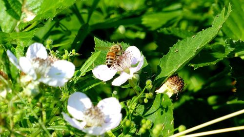 Close-up of bee on flower