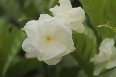 Close-up of white flower blooming outdoors