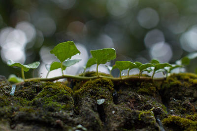 Close-up of plant growing on rock