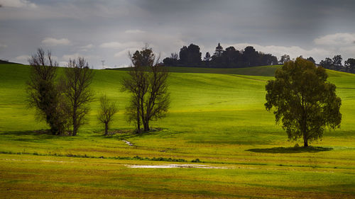 Trees on field against sky
