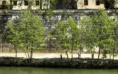 Reflection of trees in water