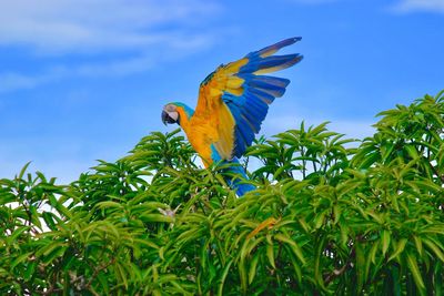 Low angle view of parrot perching on tree against blue sky