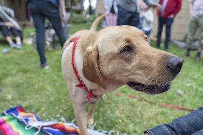 Low section of dog looking at camera