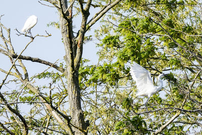 Low angle view of bird perching on tree against sky