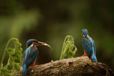 Bird perching on a tree