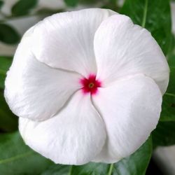 Close-up of white flower blooming outdoors