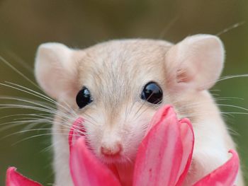 Close-up portrait of a cat