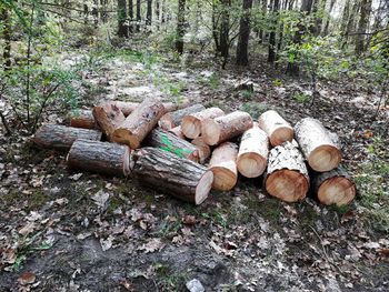 Stack of logs in forest