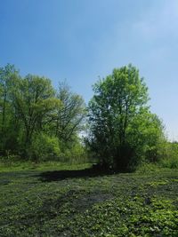 Trees on field against sky