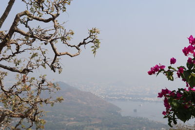 Scenic view of pink and mountains against clear sky