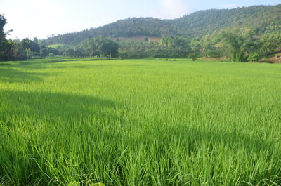 Scenic view of agricultural field