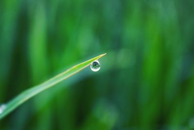 Close-up of raindrops on leaf