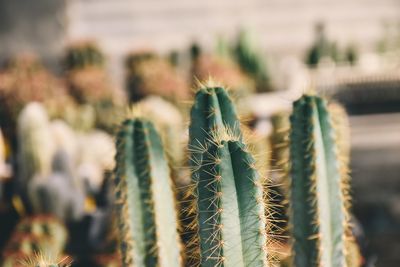 Close-up of succulent plant on field