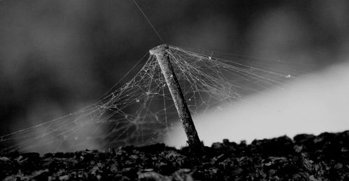 Close-up of spider on web