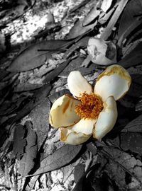 Close-up of fungus on tree trunk