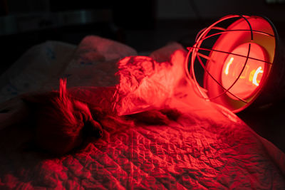 From above sleeping small dog with tube in mouth lying on table during medical procedure with using infrared lamp in dark operating room of contemporary vet clinic