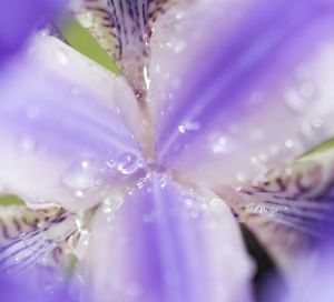 Close-up of water drops on pink flower