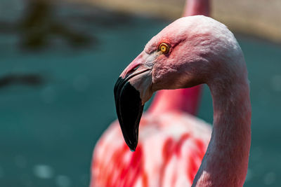 Pink flamingo portrait in the salt lakes