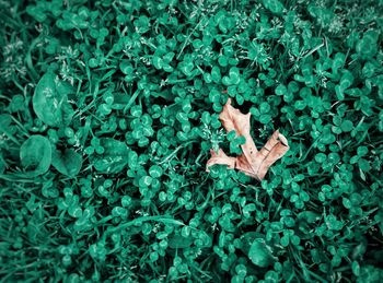 Full frame shot of leaf amidst green plants