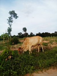 Cow grazing on field against sky