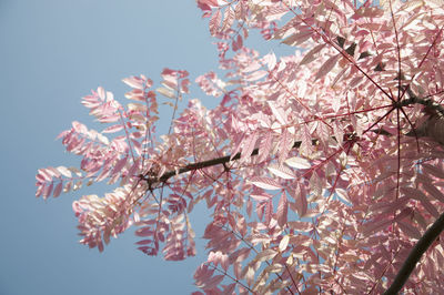 Low angle view of cherry blossoms against sky