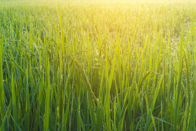 Full frame shot of wheat field