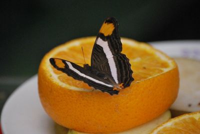 Close-up of orange