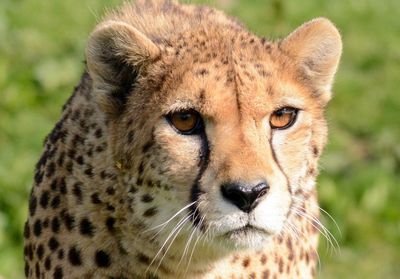 Close-up portrait of lion