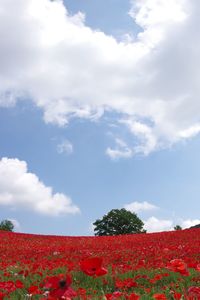 Scenic view of red flowering plants on field against sky