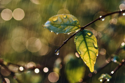 Close-up of raindrops on leaves