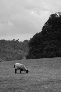 View of a sheep on a field