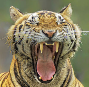 Close-up of cat yawning