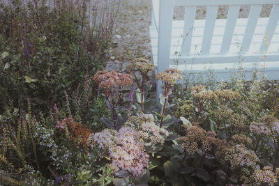 Plants and trees in park