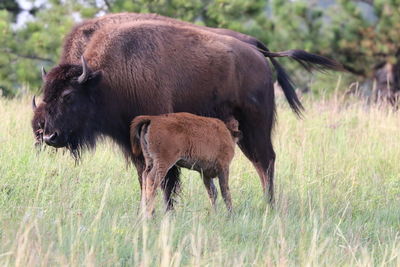 Bison mother feeding 