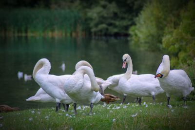 Swans in a lake