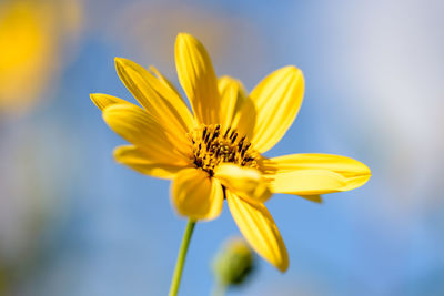 Close-up of yellow flower