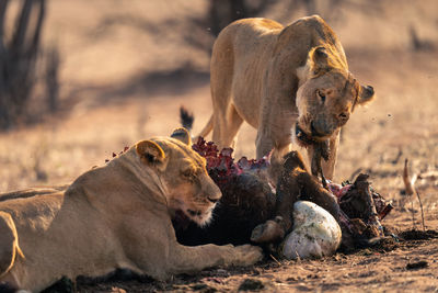 Lioness stands