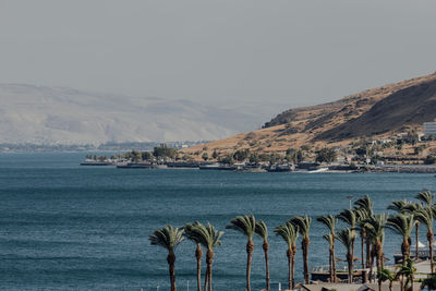 Palm tree in sea of galilie. blue and green coast line in the summer time.